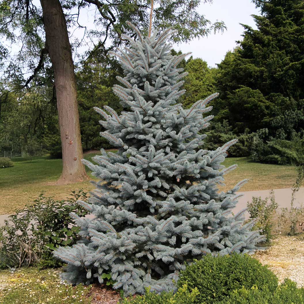 Baby Blue Eyes Colorado Spruce Tree 2 Baby Blue Eyes Colorado Spruce Tree