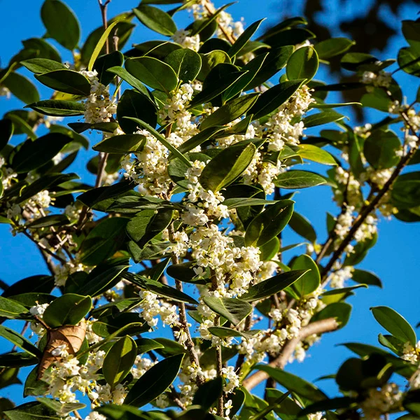 Fragrant Tea Olive Tree 1 Fragrant Tea Olive Tree