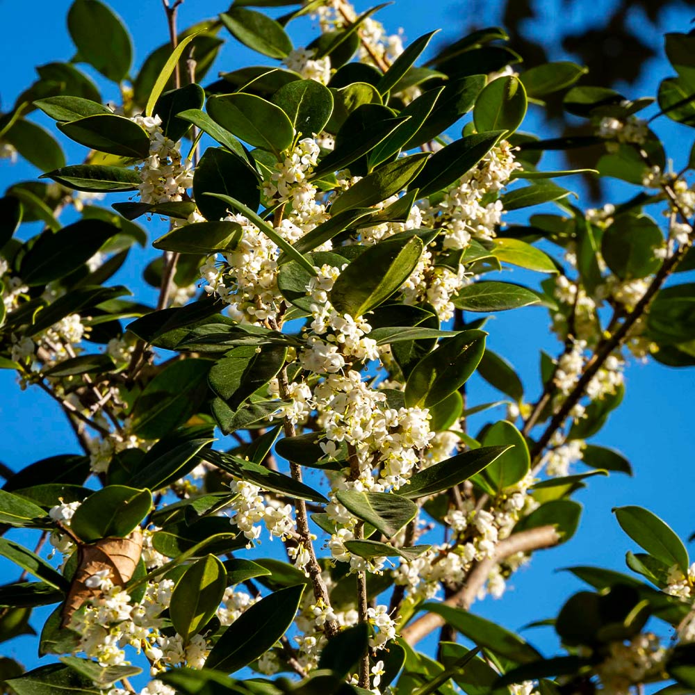 Fragrant Tea Olive Tree 2 Fragrant Tea Olive Tree