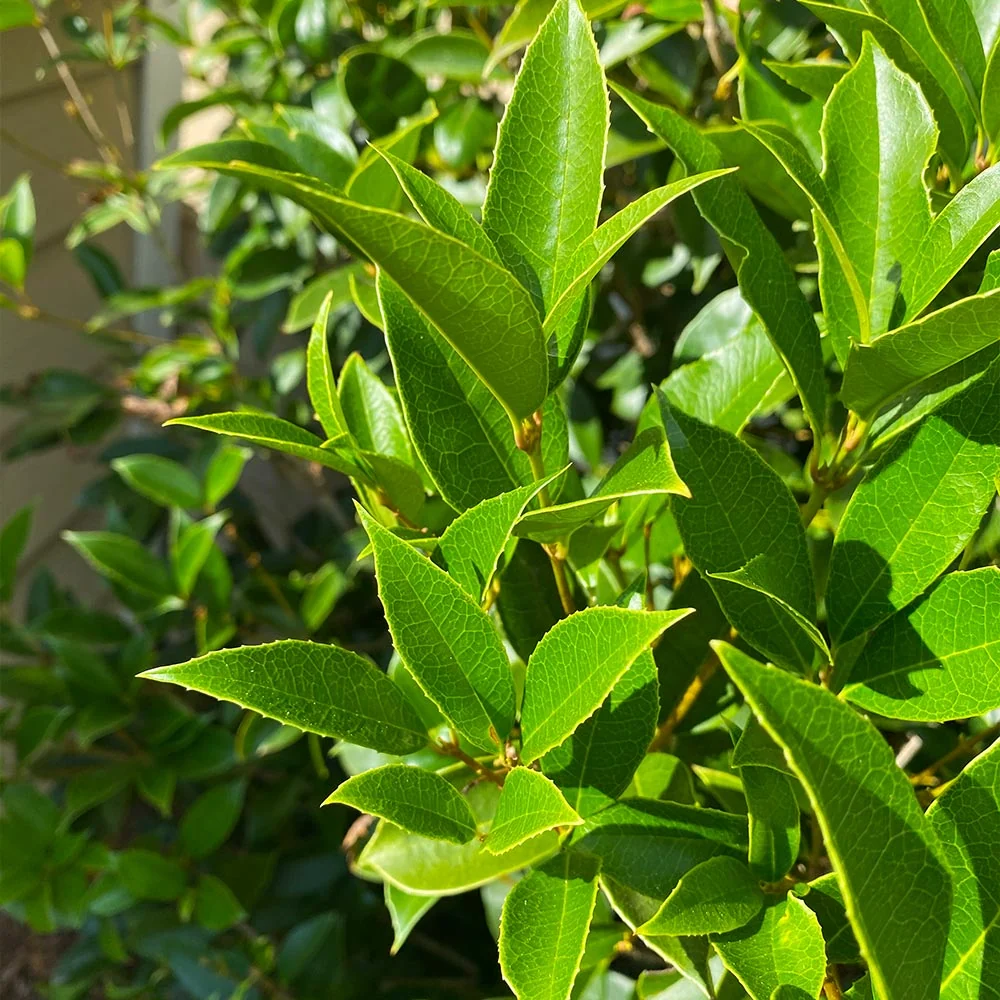 Fragrant Tea Olive Tree 3 Fragrant Tea Olive Tree