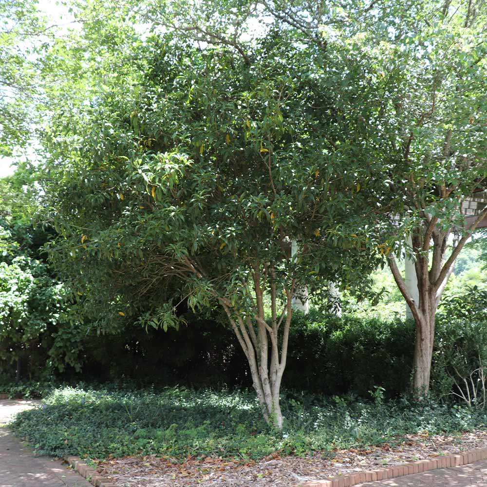 Fragrant Tea Olive Tree 5 Fragrant Tea Olive Tree