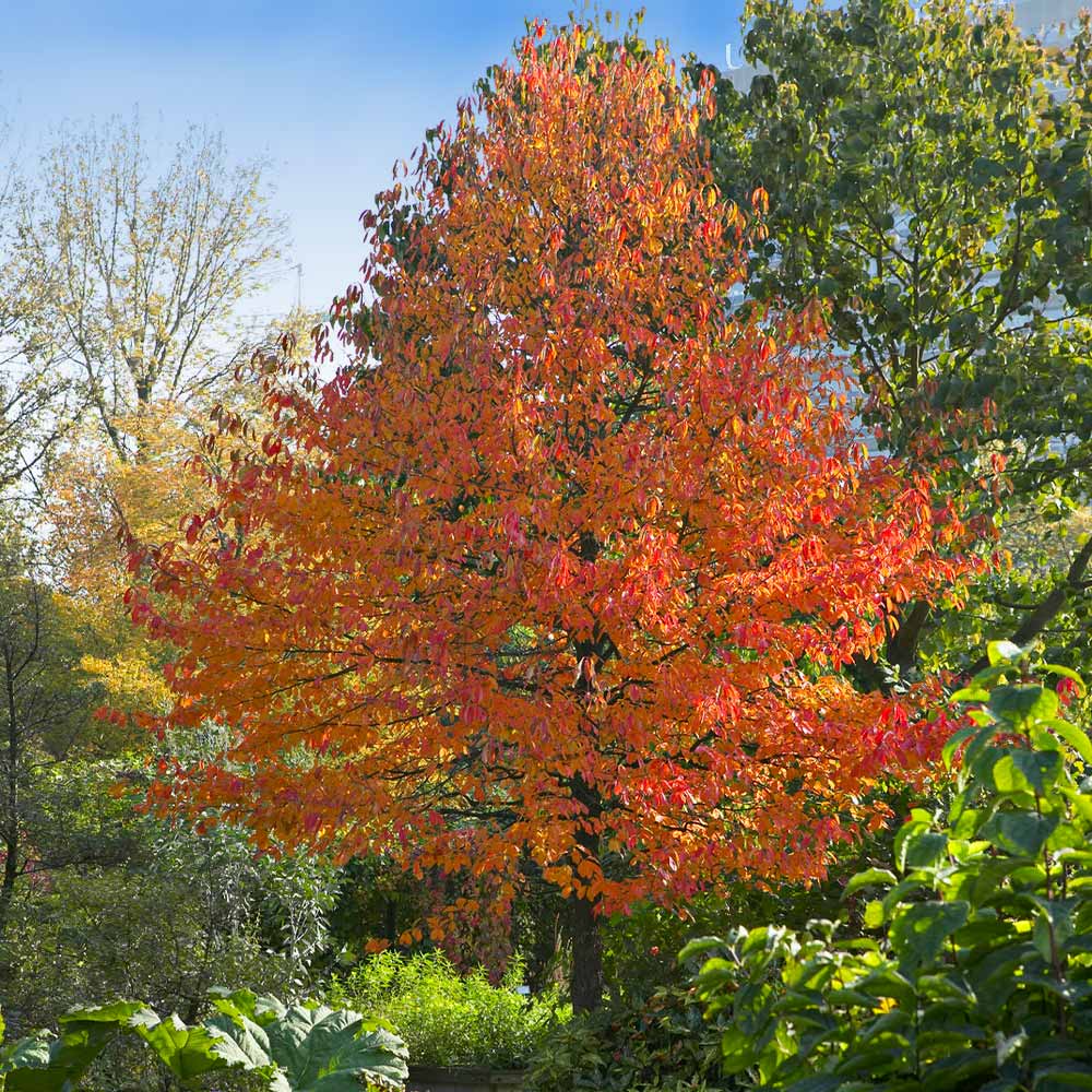 Green Gable™ Tupelo (Black Gum Tree) 2 Green Gable™ Tupelo (Black Gum Tree)