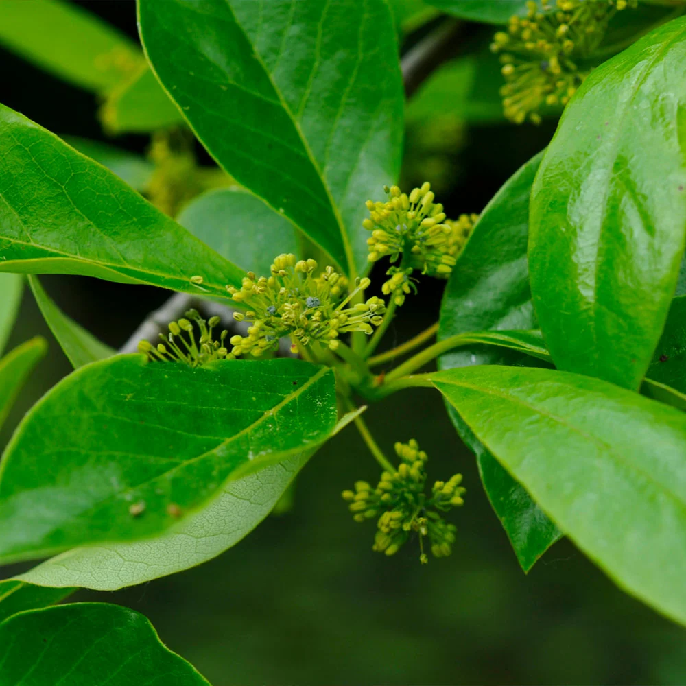 Green Gable™ Tupelo (Black Gum Tree) 4 Green Gable™ Tupelo (Black Gum Tree)