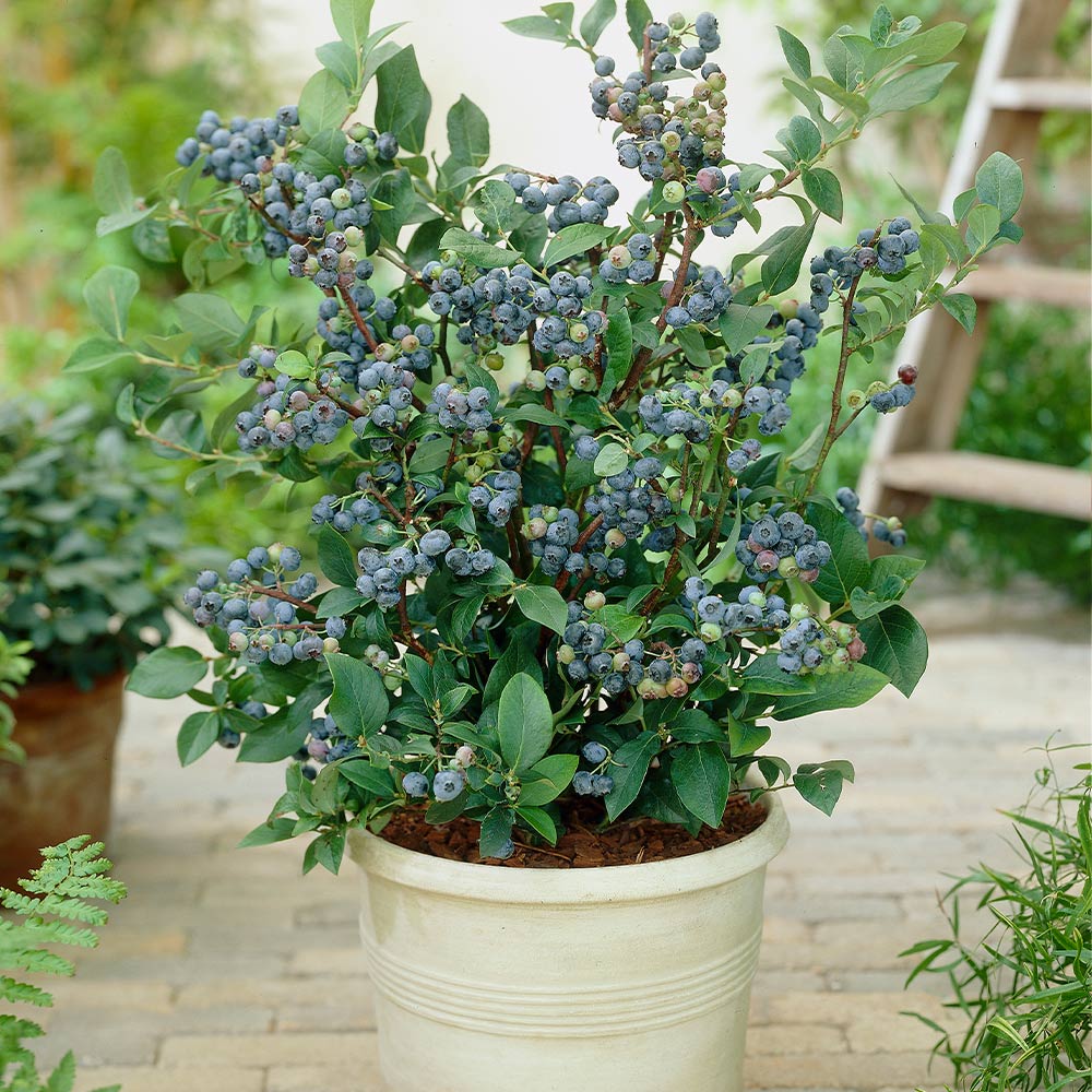 Top Hat Blueberry Bush 2 Top Hat Blueberry Bush