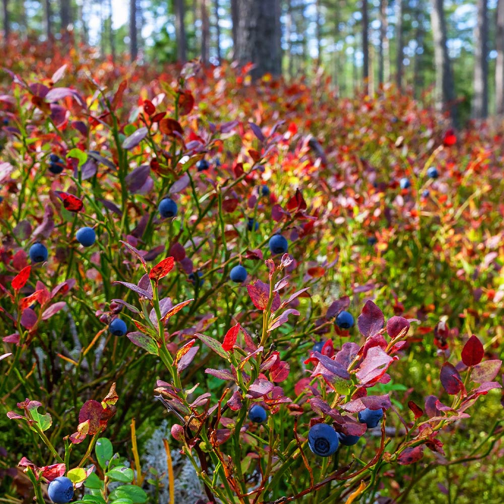 Top Hat Blueberry Bush 6 Top Hat Blueberry Bush