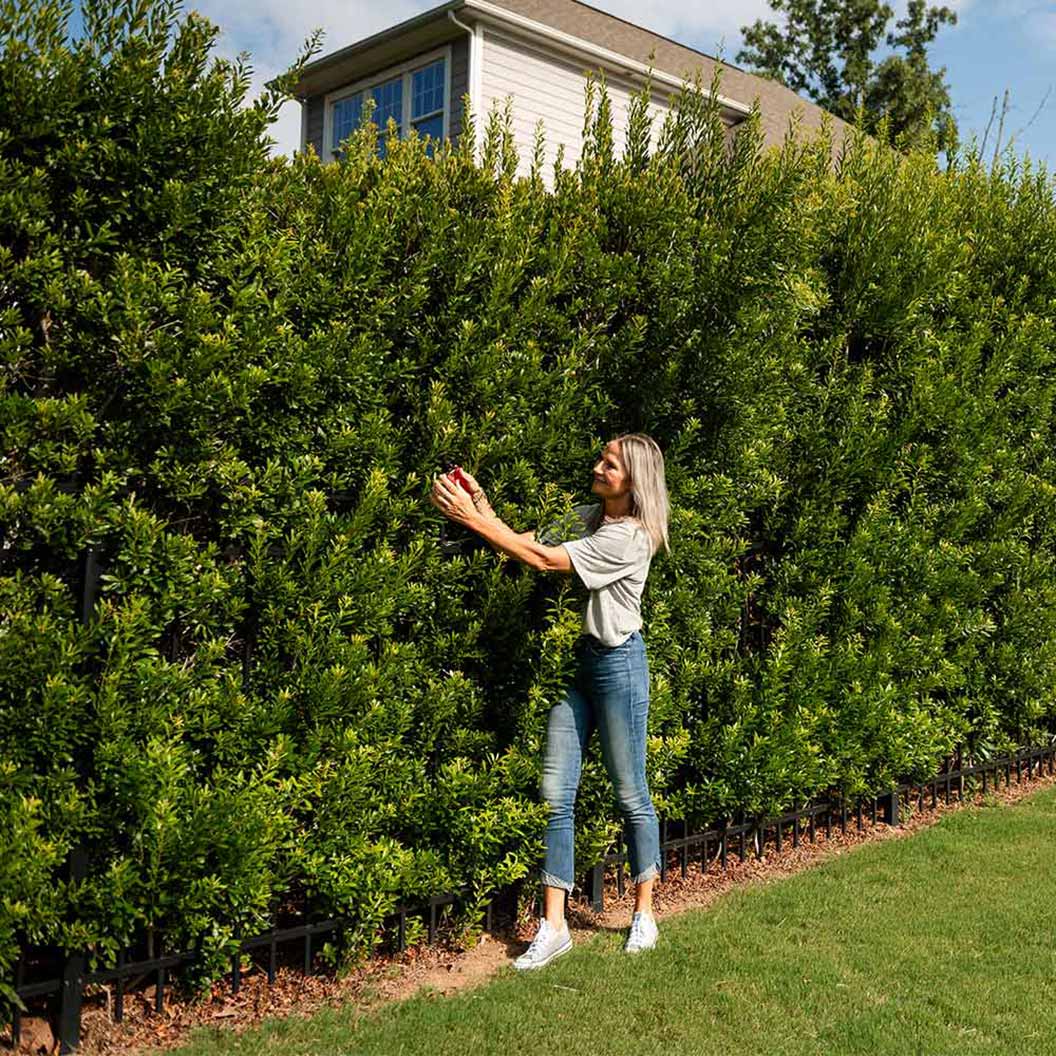 Wax Myrtle Tree 2 Wax Myrtle Tree