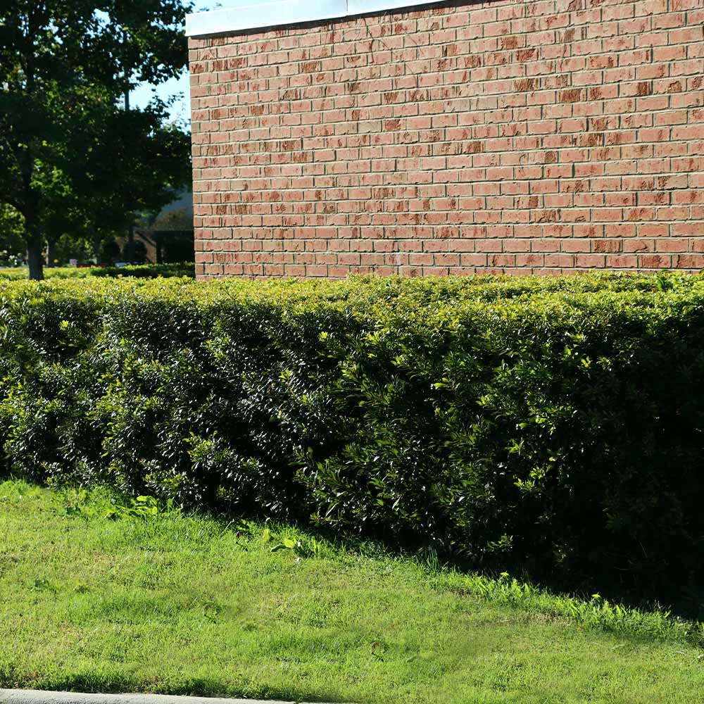 Wax Myrtle Tree 4 Wax Myrtle Tree