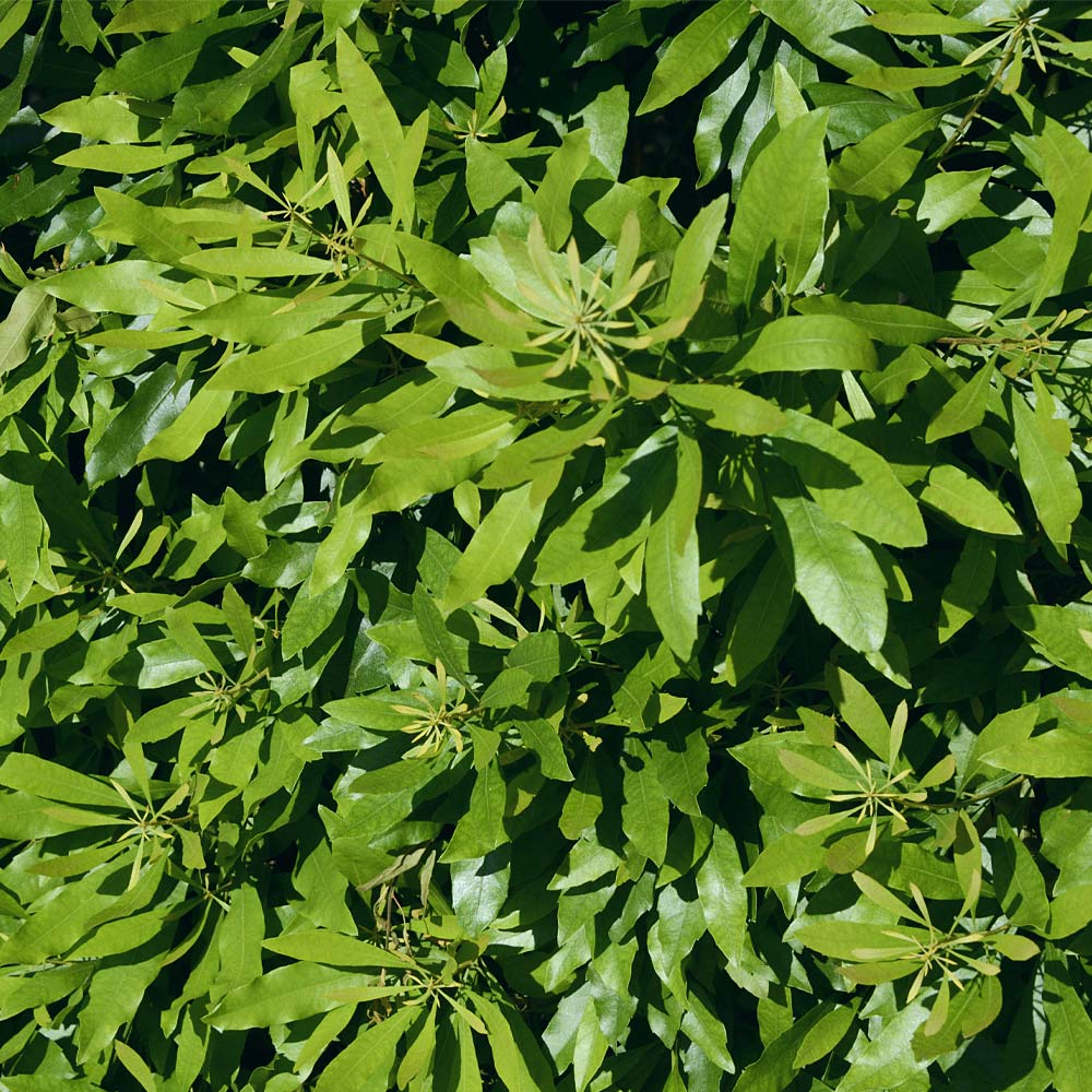 Wax Myrtle Tree 5 Wax Myrtle Tree