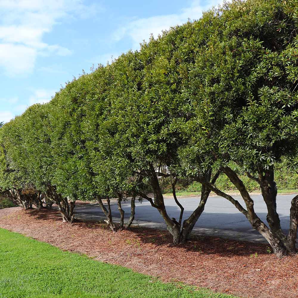 Wax Myrtle Tree 7 Wax Myrtle Tree