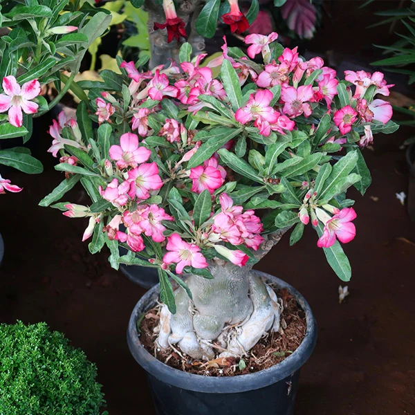 Desert Rose Adenium Plant
