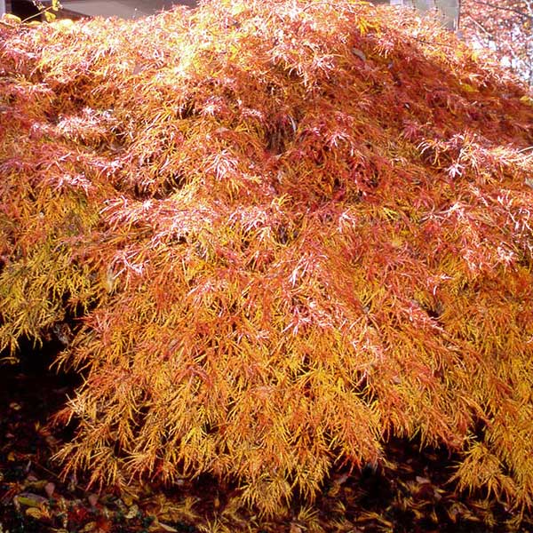 Waterfall Japanese Maple Tree 1 Waterfall Japanese Maple Tree