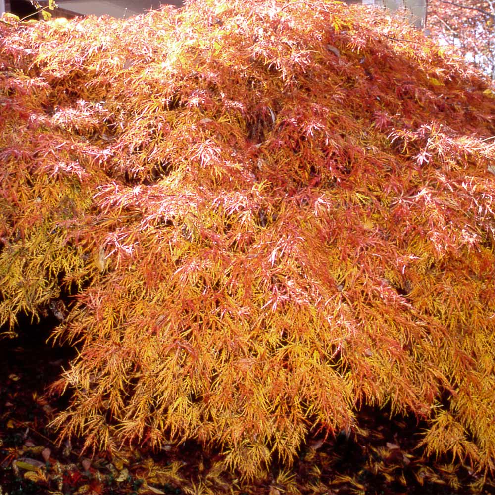 Waterfall Japanese Maple Tree 2 Waterfall Japanese Maple Tree