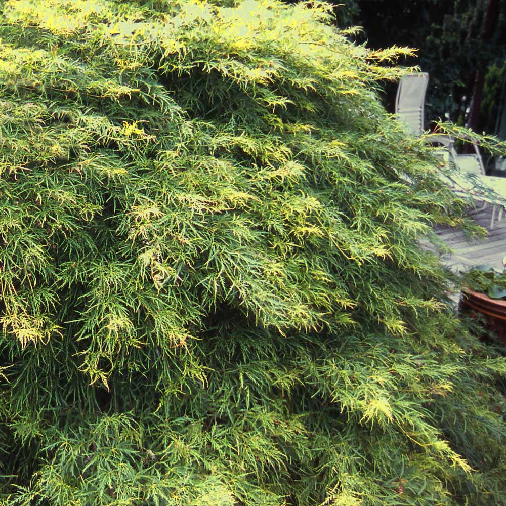Waterfall Japanese Maple Tree 3 Waterfall Japanese Maple Tree