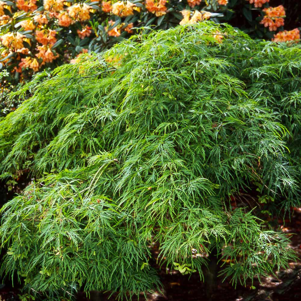 Waterfall Japanese Maple Tree 4 Waterfall Japanese Maple Tree