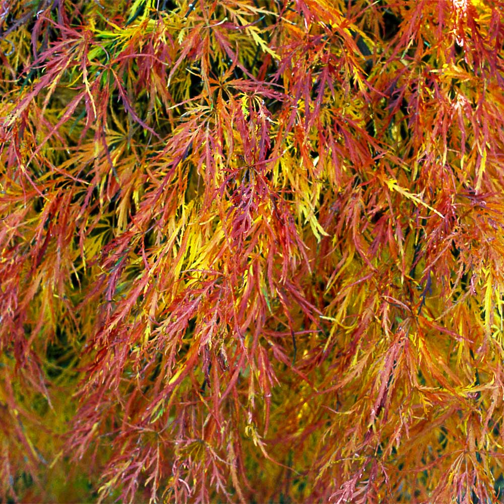 Waterfall Japanese Maple Tree 5 Waterfall Japanese Maple Tree