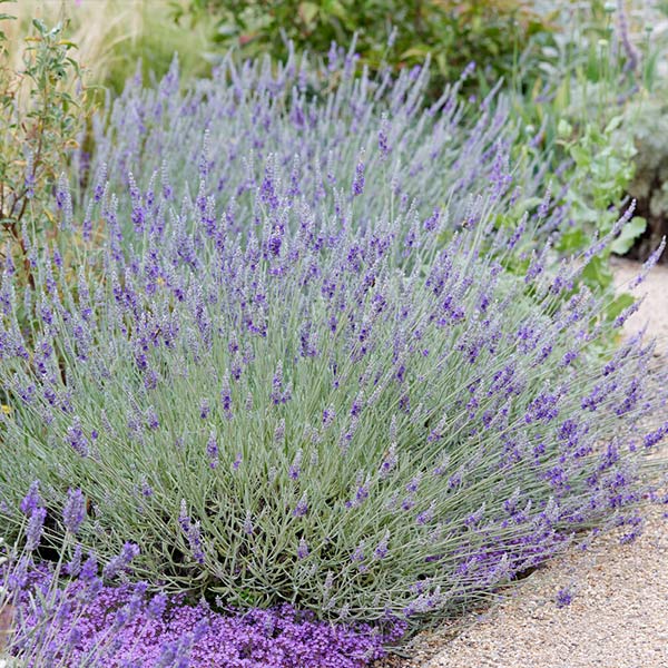 SuperBlue English Lavender Plant 1 SuperBlue English Lavender Plant