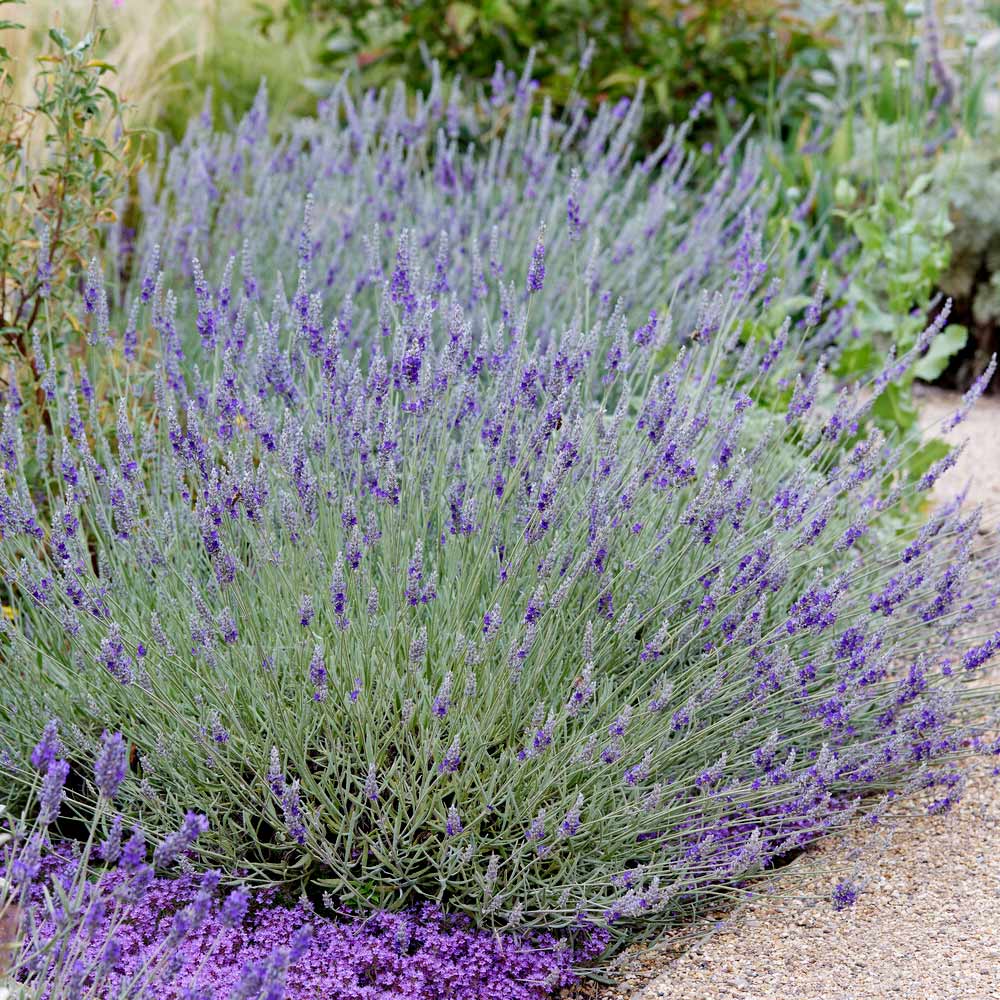 SuperBlue English Lavender Plant 2 SuperBlue English Lavender Plant
