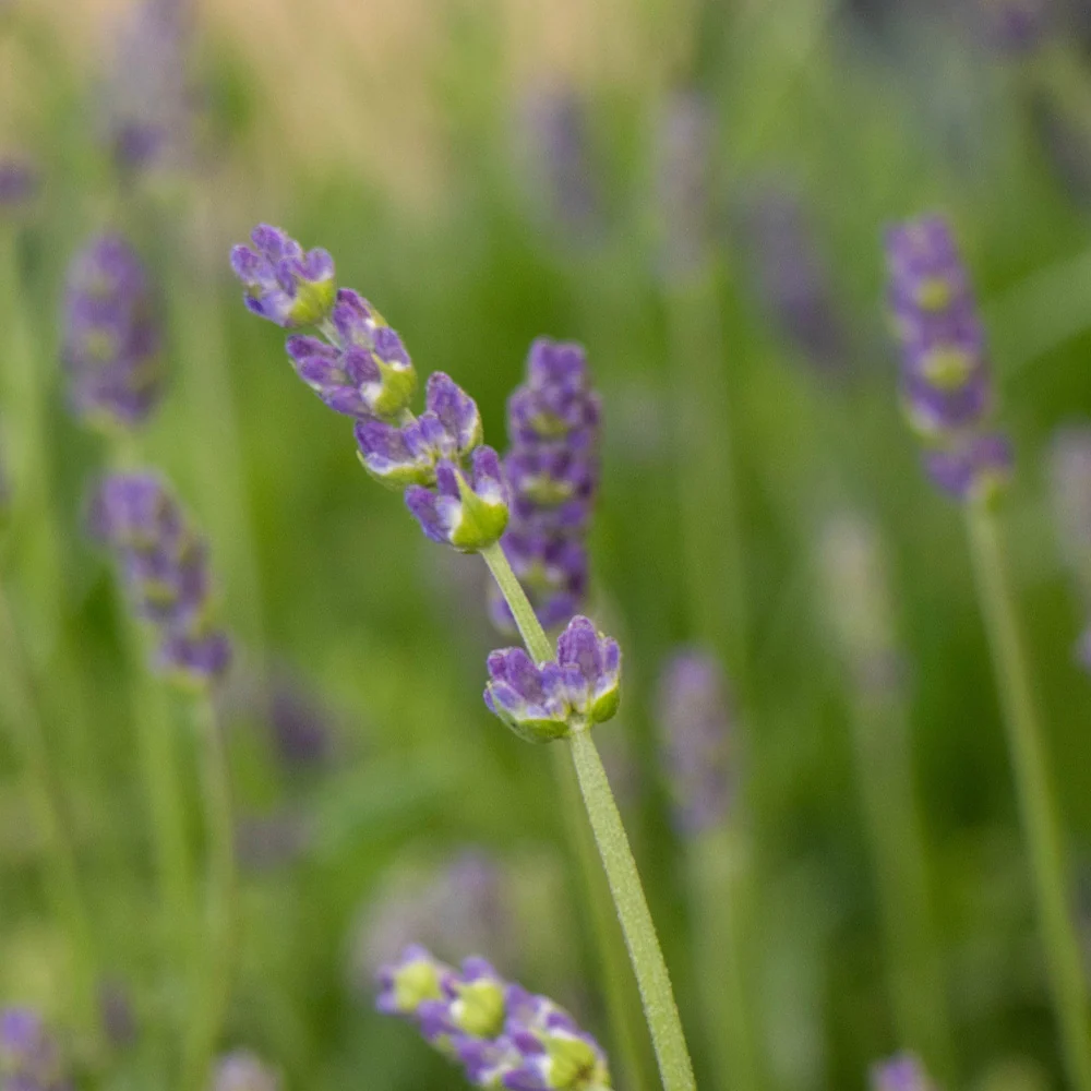 SuperBlue English Lavender Plant 3 SuperBlue English Lavender Plant