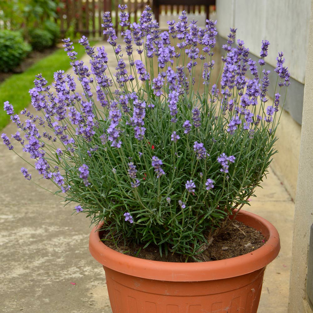SuperBlue English Lavender Plant 4 SuperBlue English Lavender Plant