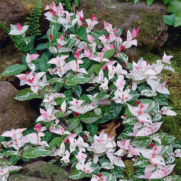 Snow-N-Summer™ Asiatic Jasmine Shrub 1 Snow-N-Summer™ Asiatic Jasmine Shrub