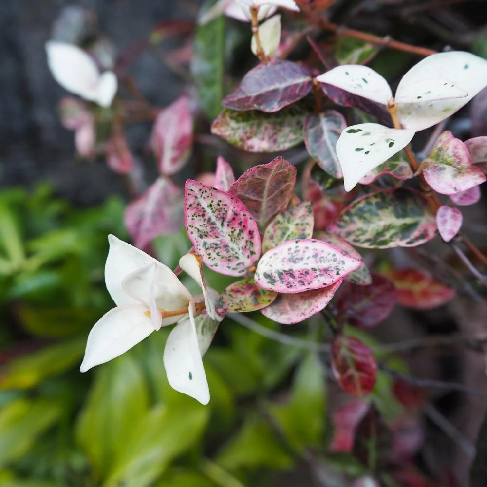 Snow-N-Summer™ Asiatic Jasmine Shrub 3 Snow-N-Summer™ Asiatic Jasmine Shrub