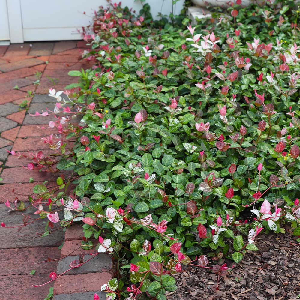 Snow-N-Summer™ Asiatic Jasmine Shrub 4 Snow-N-Summer™ Asiatic Jasmine Shrub