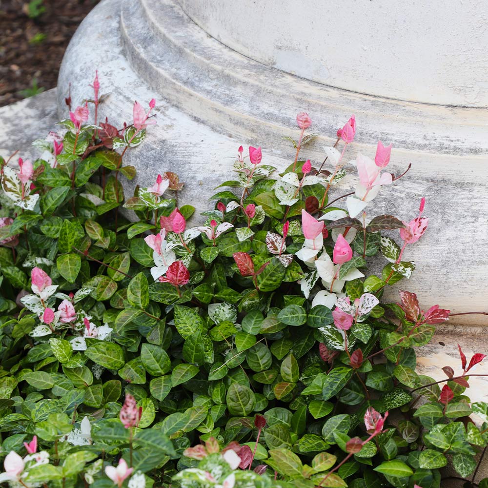Snow-N-Summer™ Asiatic Jasmine Shrub 5 Snow-N-Summer™ Asiatic Jasmine Shrub