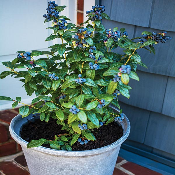 Bushel and Berry® Perpetua Blueberry Bush 1 Bushel and Berry® Perpetua Blueberry Bush