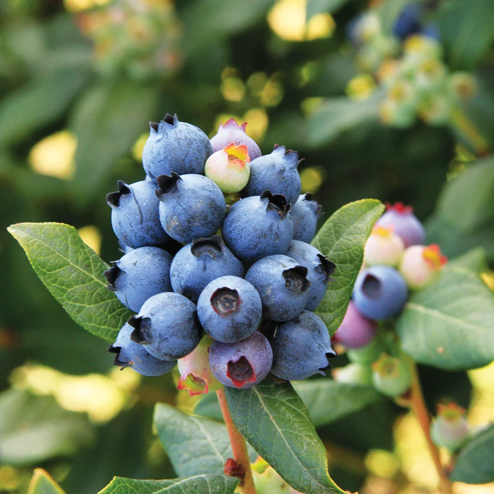 Bushel and Berry® Perpetua Blueberry Bush 3 Bushel and Berry® Perpetua Blueberry Bush