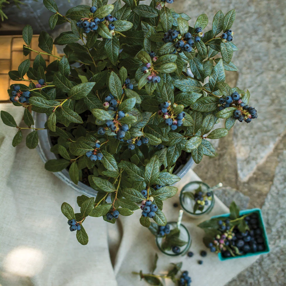 Bushel and Berry® Perpetua Blueberry Bush 4 Bushel and Berry® Perpetua Blueberry Bush