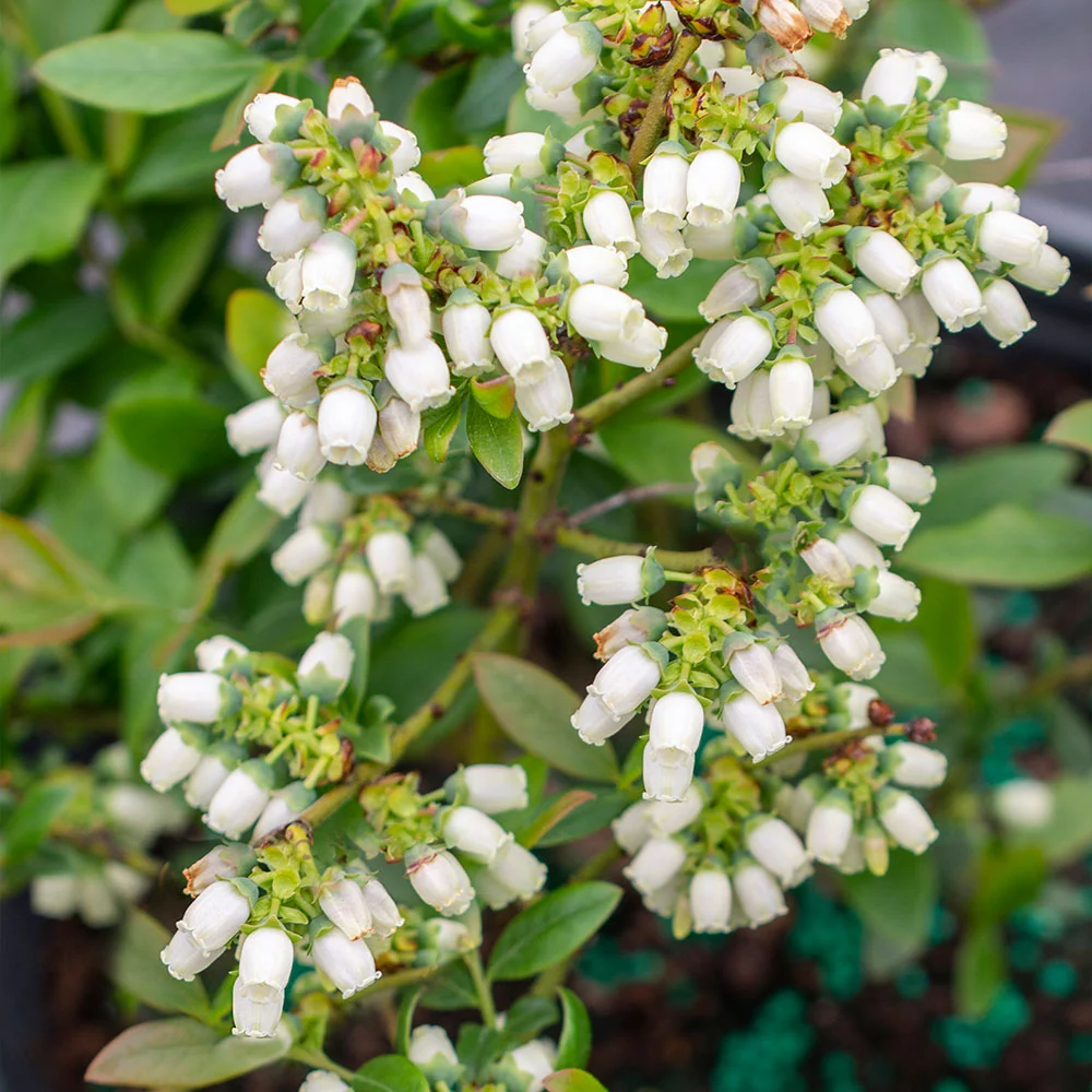Bushel and Berry® Perpetua Blueberry Bush 5 Bushel and Berry® Perpetua Blueberry Bush