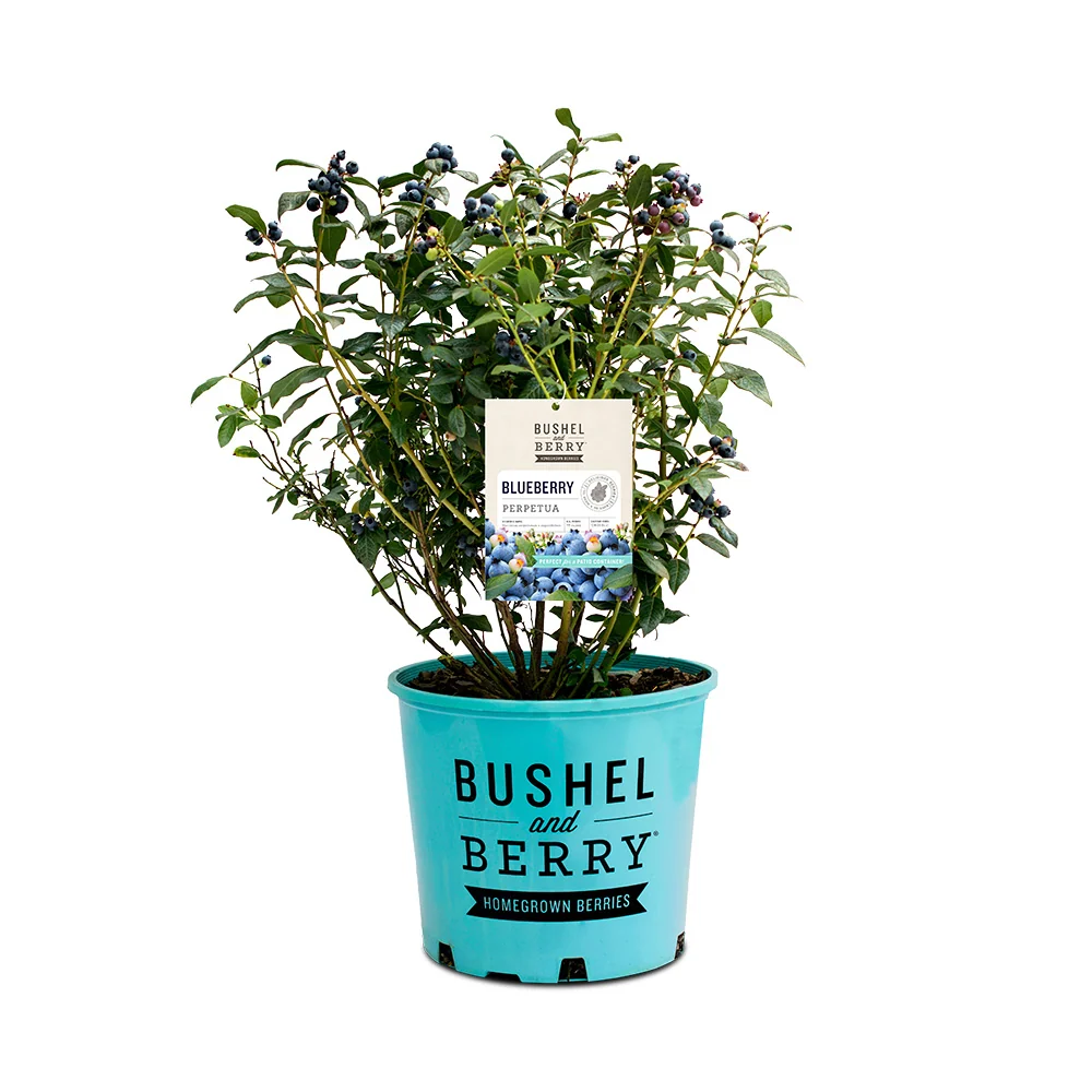 Bushel and Berry® Perpetua Blueberry Bush 6 Bushel and Berry® Perpetua Blueberry Bush