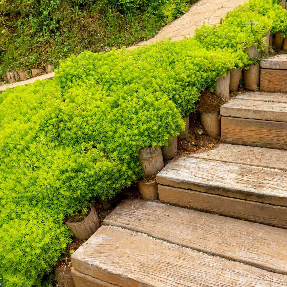 Angelina Sedum Plant 2 Angelina Sedum Plant
