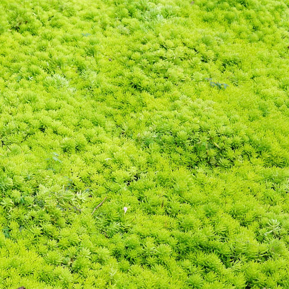 Angelina Sedum Plant 3 Angelina Sedum Plant