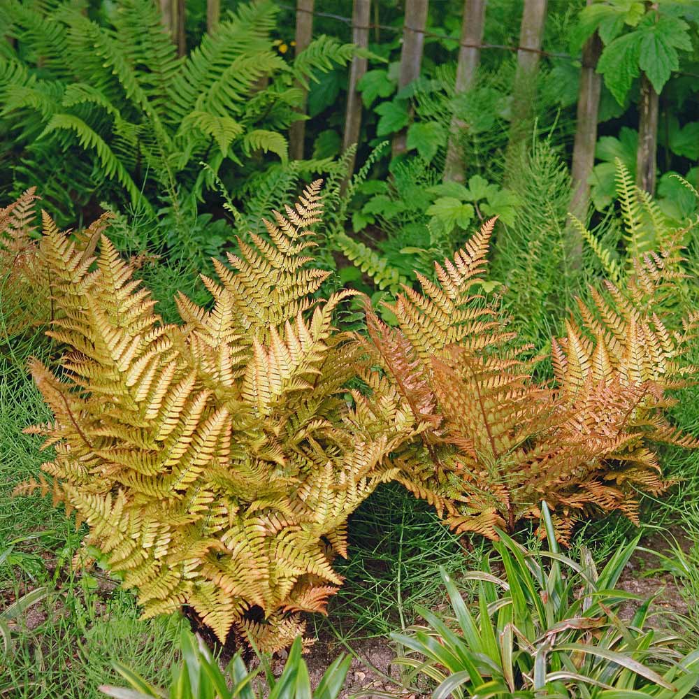 Brilliance Autumn Fern Plant 2 Brilliance Autumn Fern Plant