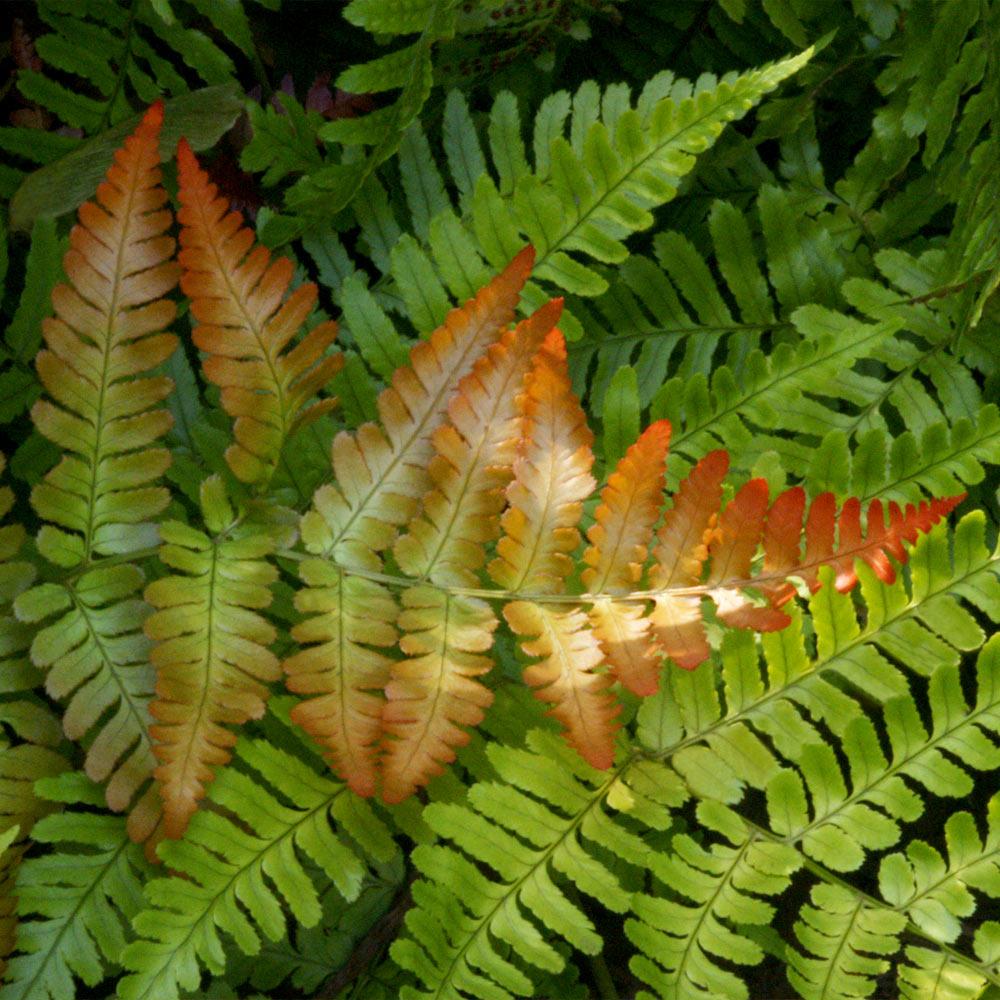 Brilliance Autumn Fern Plant 3 Brilliance Autumn Fern Plant