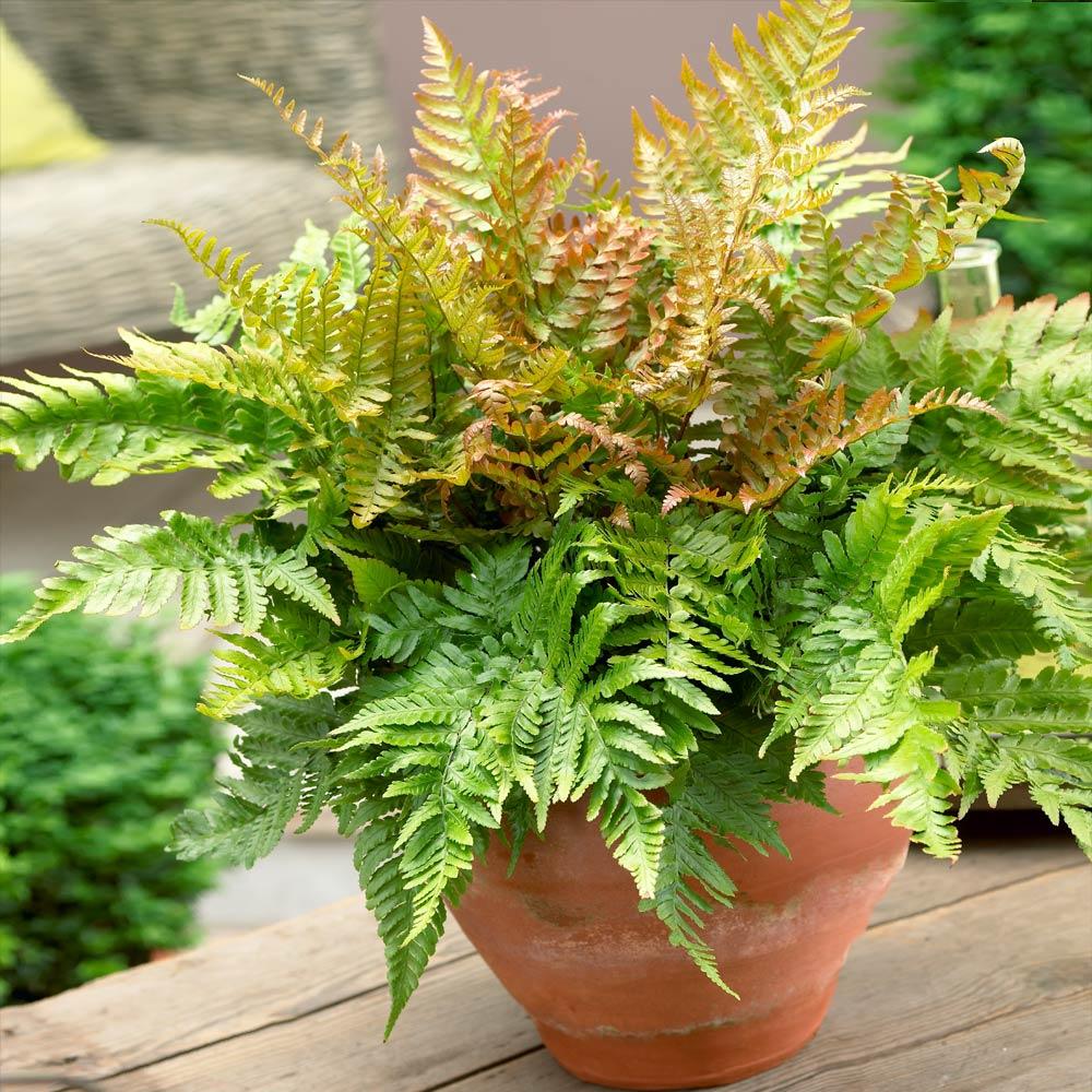 Brilliance Autumn Fern Plant 4 Brilliance Autumn Fern Plant