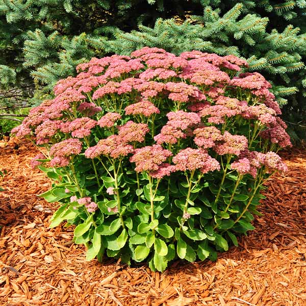 Autumn Joy Sedum Plant 1 Autumn Joy Sedum Plant