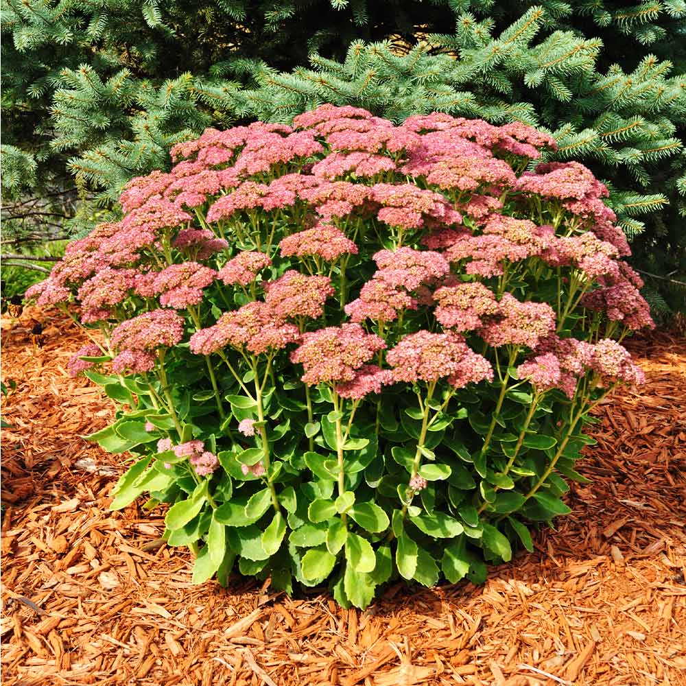 Autumn Joy Sedum Plant 2 Autumn Joy Sedum Plant