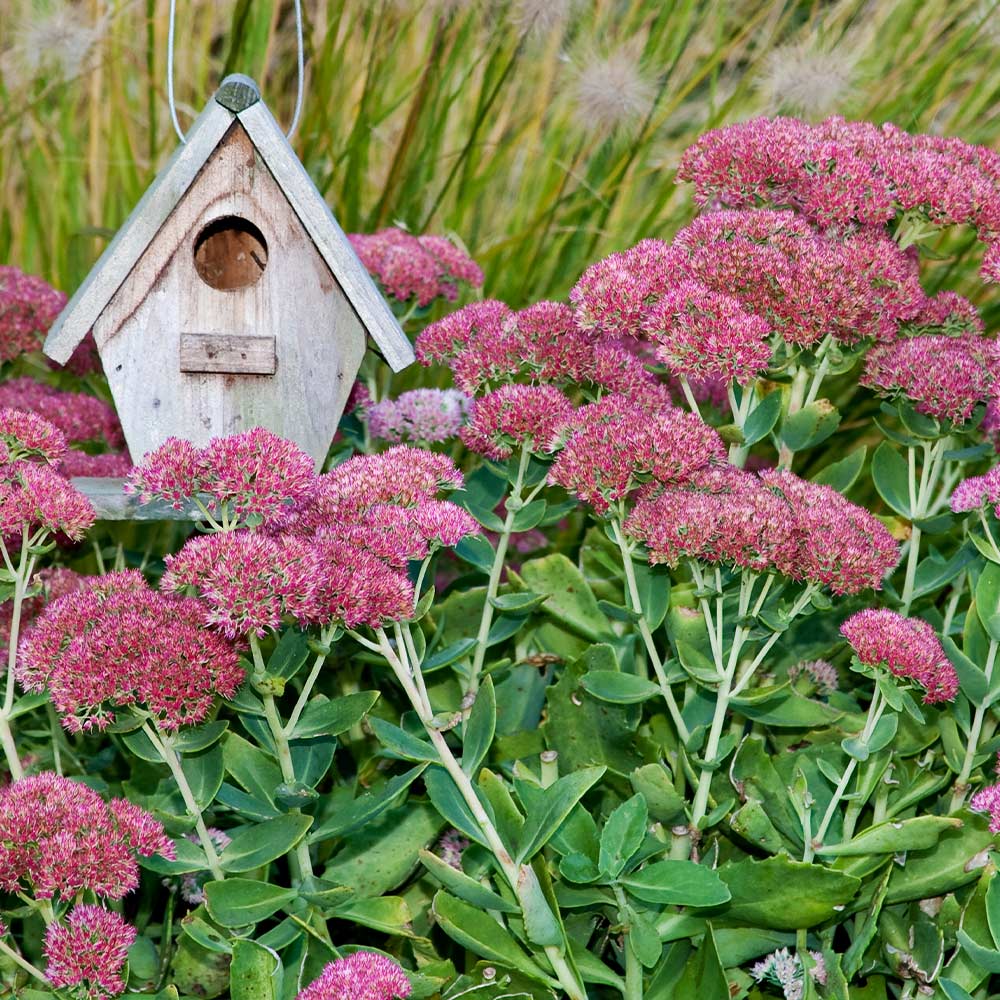 Autumn Joy Sedum Plant 3 Autumn Joy Sedum Plant