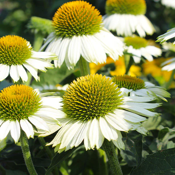 PowWow® White Coneflower (Echinacea) Plant 1 PowWow® White Coneflower (Echinacea) Plant