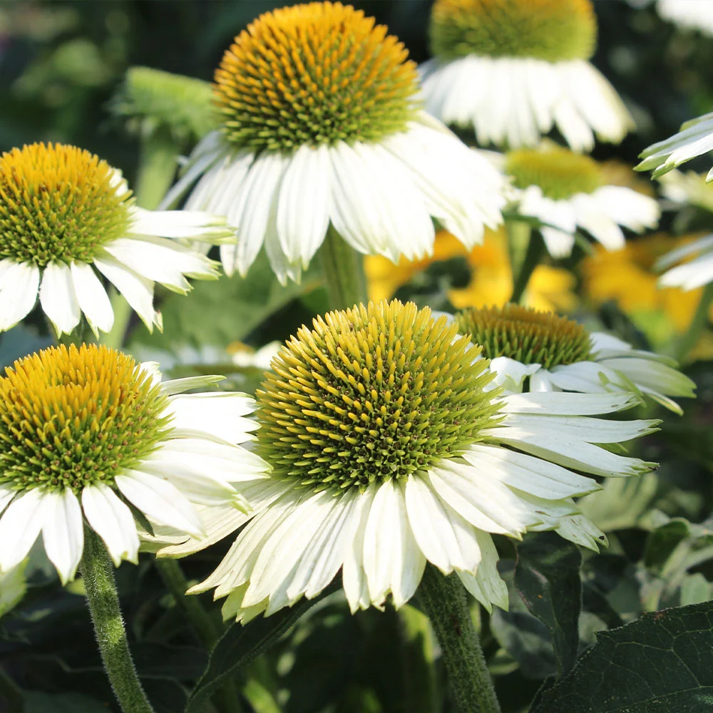 PowWow® White Coneflower (Echinacea) Plant 2 PowWow® White Coneflower (Echinacea) Plant