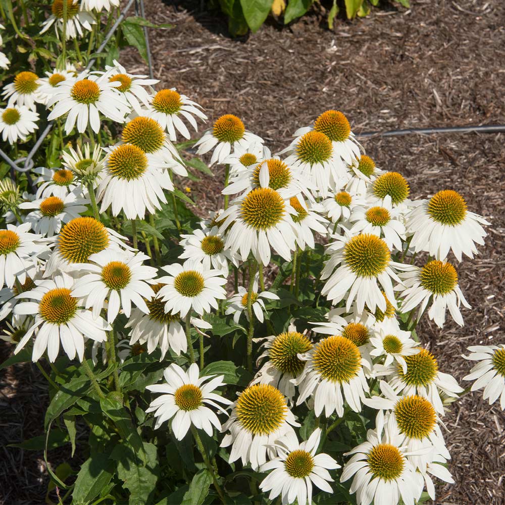 PowWow® White Coneflower (Echinacea) Plant 3 PowWow® White Coneflower (Echinacea) Plant