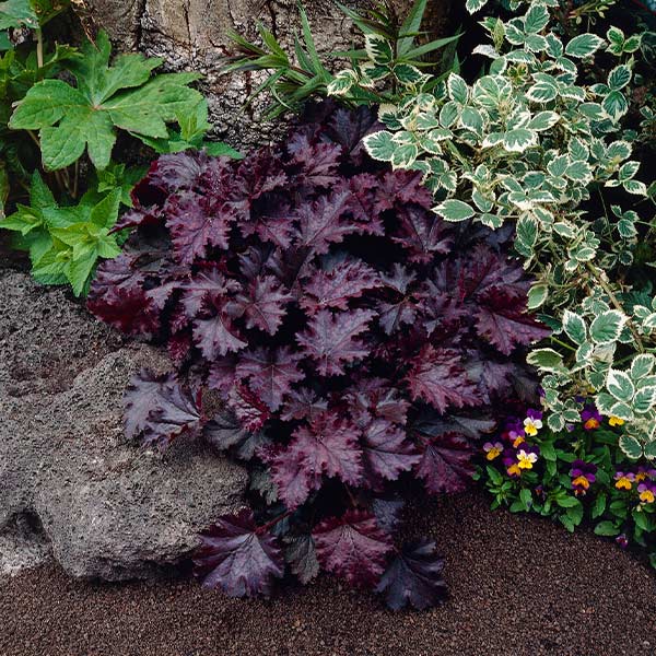 Palace Purple Heuchera Plant