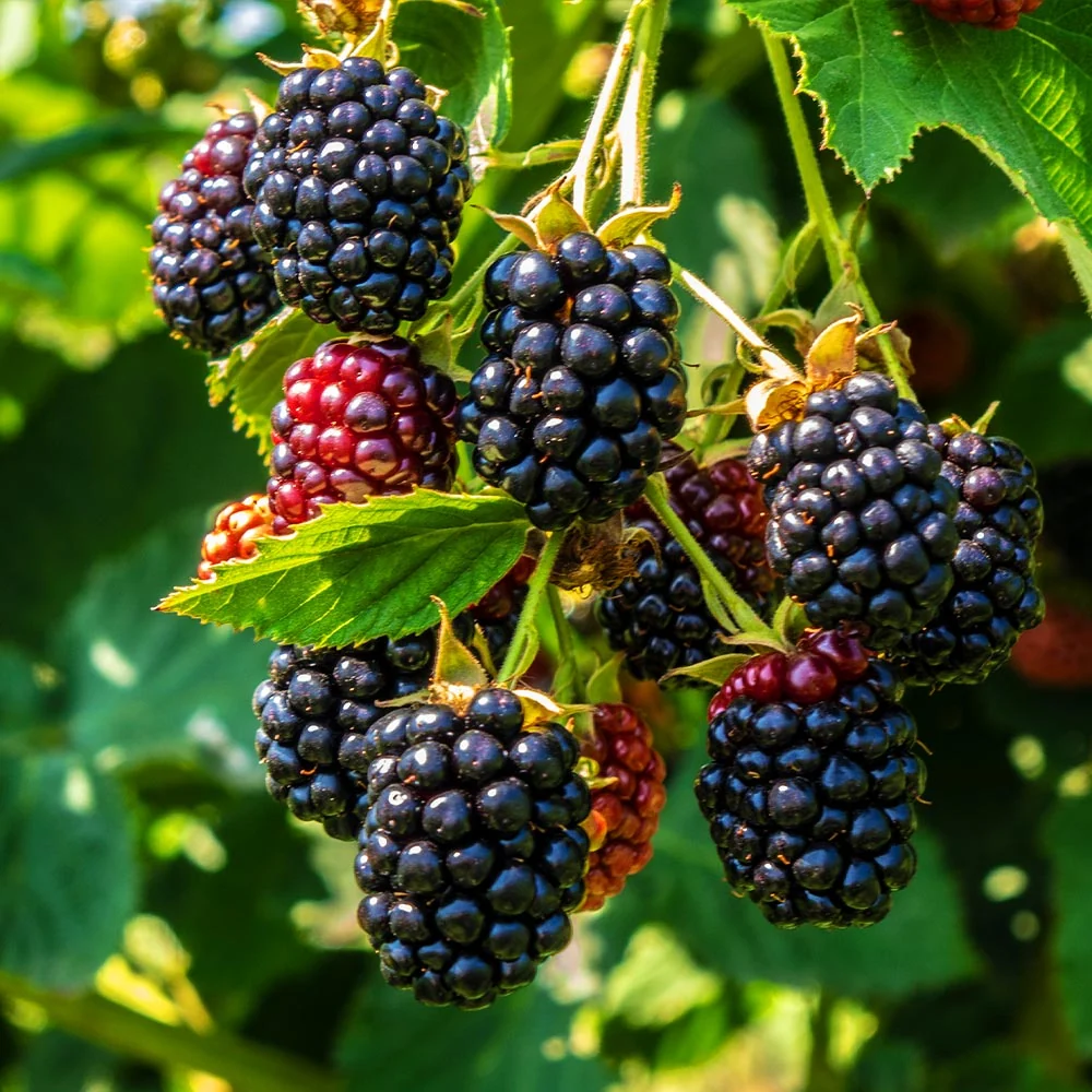 Thornless Blackberry Bush 2 Thornless Blackberry Bush