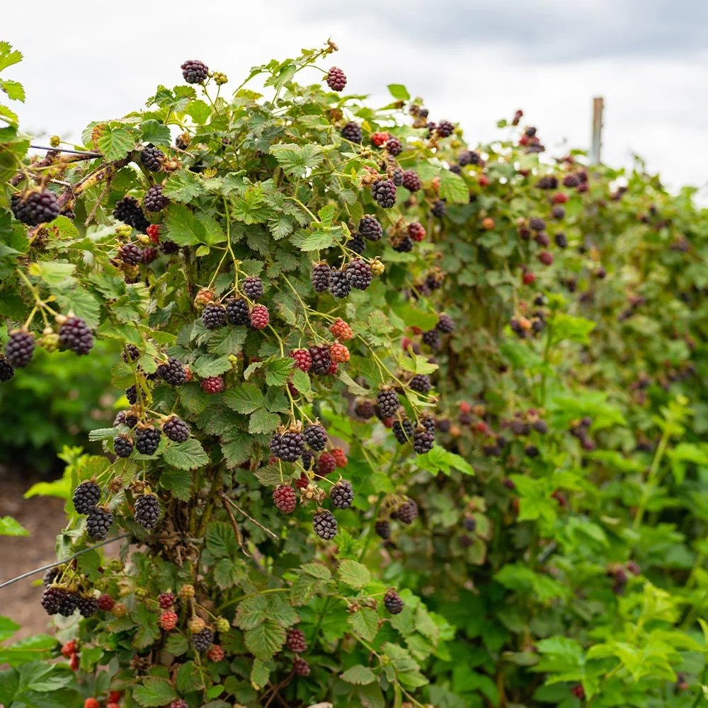Thornless Blackberry Bush 3 Thornless Blackberry Bush