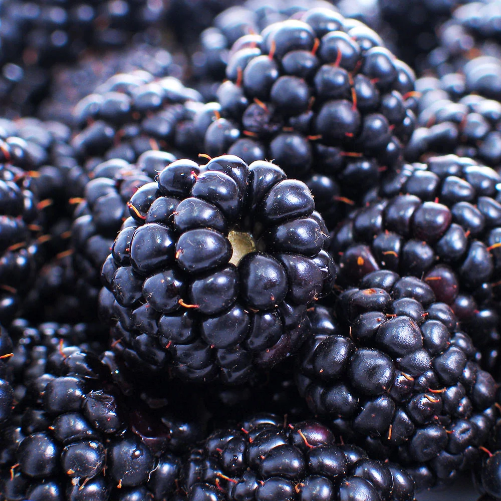 Thornless Blackberry Bush 4 Thornless Blackberry Bush