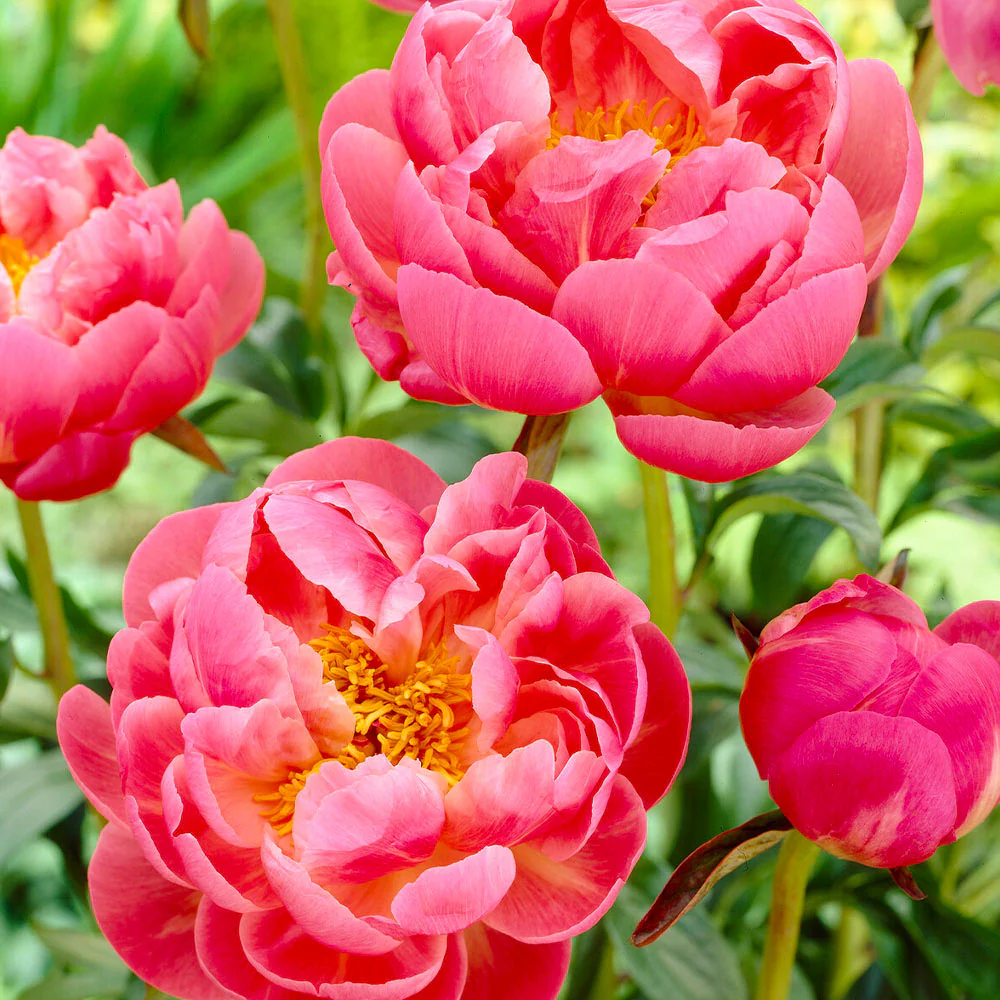 Coral Charm Peony Plant 2 Coral Charm Peony Plant
