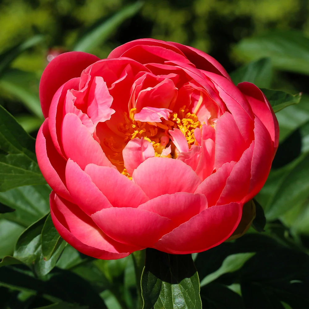 Coral Charm Peony Plant 3 Coral Charm Peony Plant