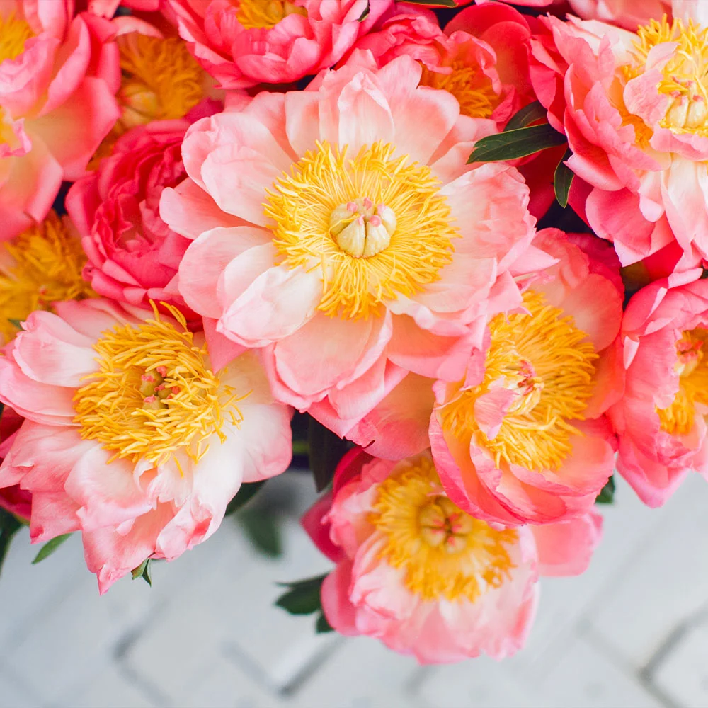 Coral Charm Peony Plant 4 Coral Charm Peony Plant
